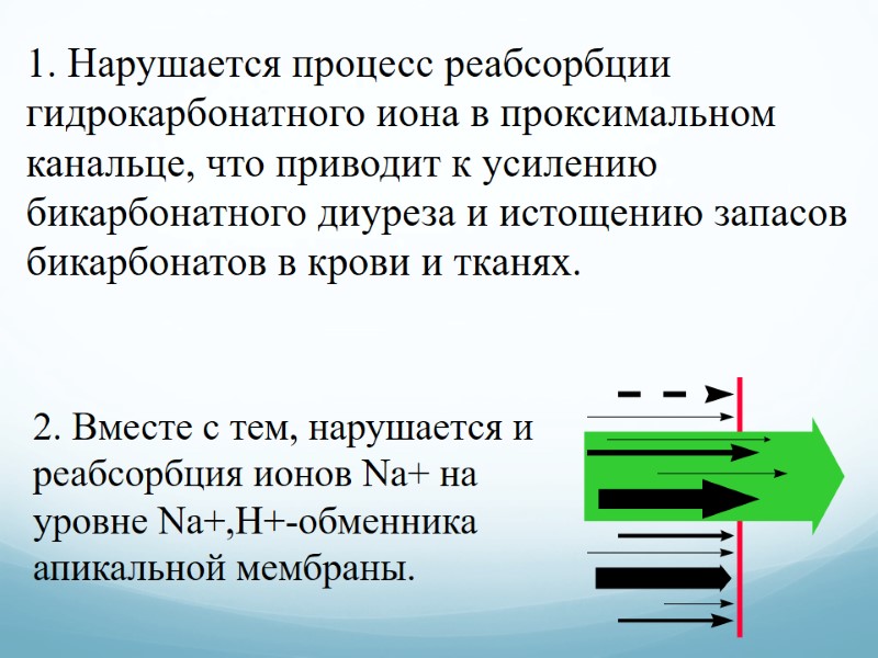 1. Нарушается процесс реабсорбции гидрокарбонатного иона в проксимальном канальце, что приводит к усилению бикарбонатного